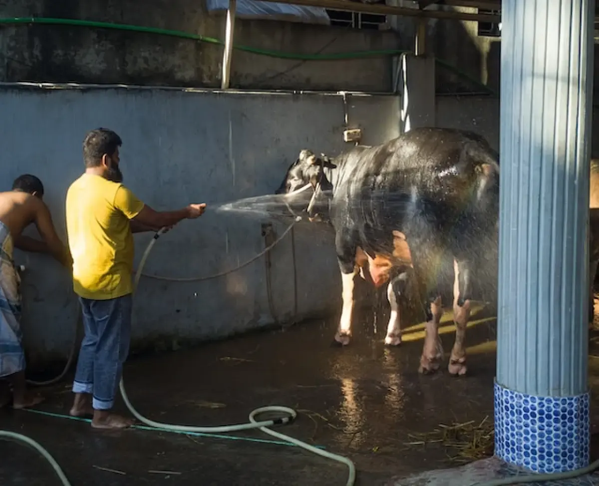 Mana yang lebih utama, kurban sapi patungan atau kurban kambing secara pribadi? (sumber :Pixabay)