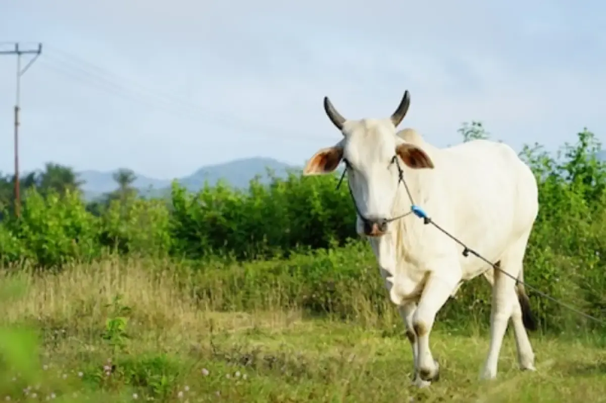 Keutamaan Kurban di Hari Raya Idul Adha (Sumber : unsplash.com)