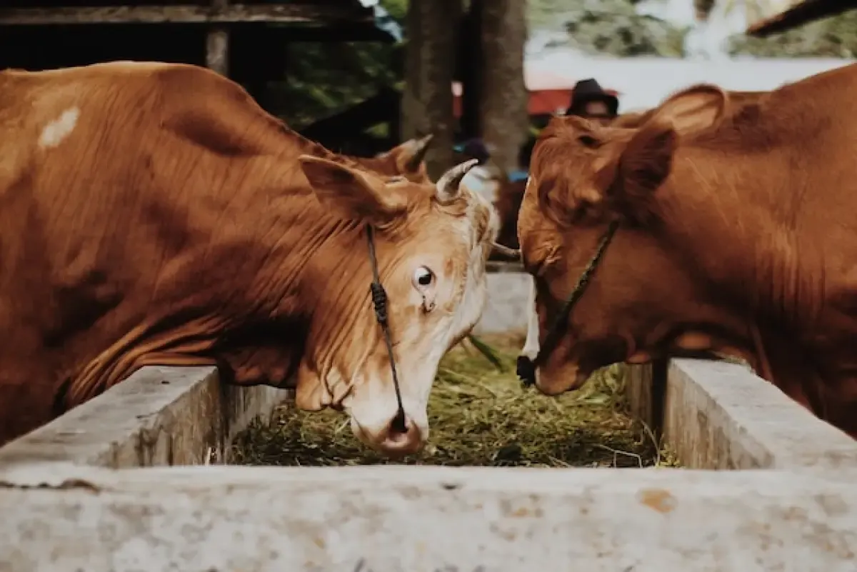 Ilustrasi : Sapi ternak (Sumber : unsplash.com)