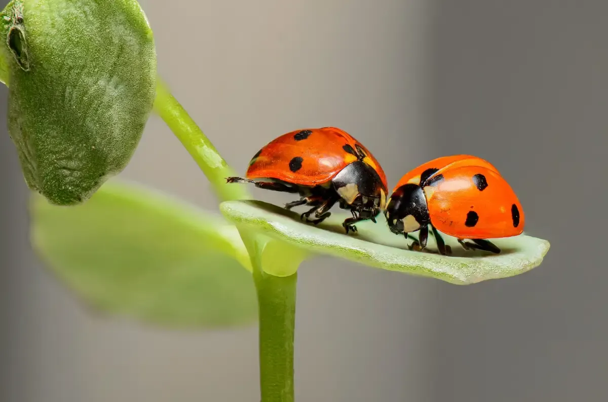 Berikut ini hama tanaman Aglonema (Sumber : pixabay.com)