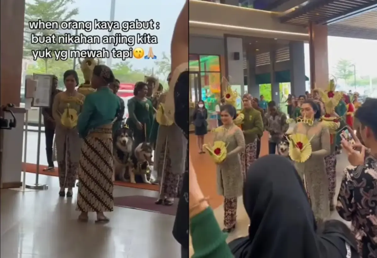 Pernikahan Mewah Pasangan Anjing Bak Sepasang Manusia yang viral, Habiskan Biaya Nikah Ratusan Juta Rupiah (Sumber : instagram.com/undercover.id)