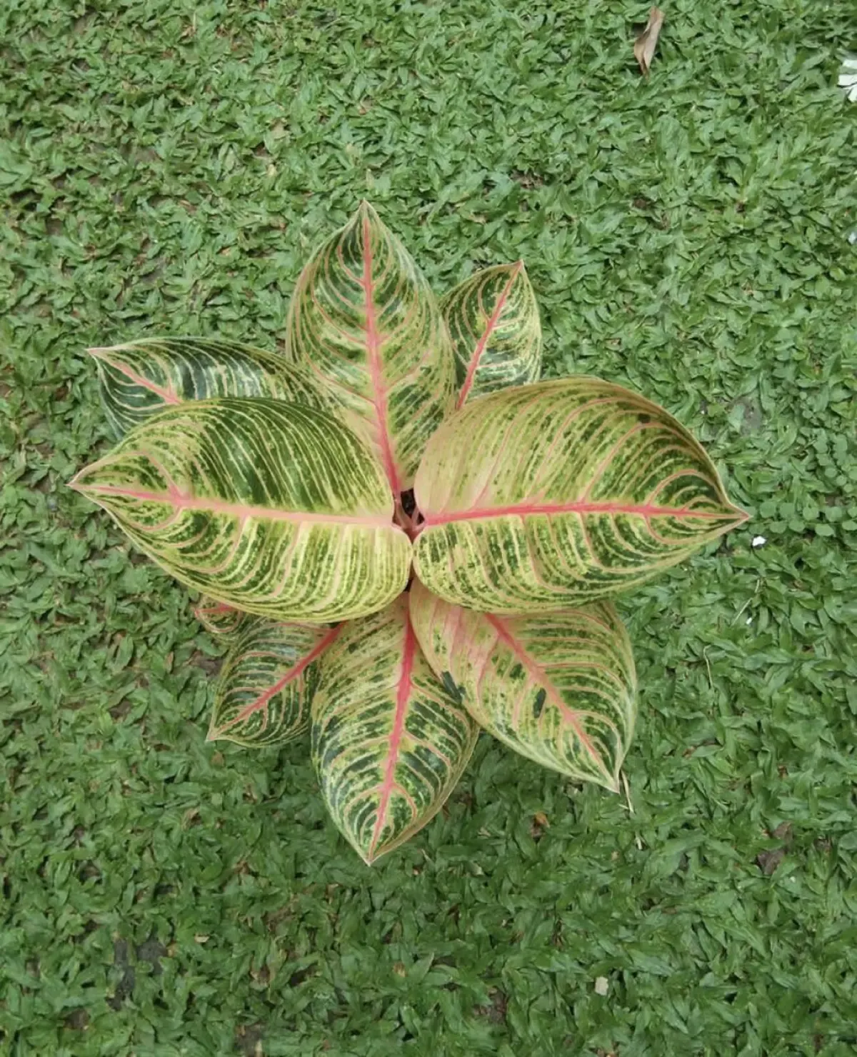 7 Bahan pupuk alami untuk tanaman Aglonema (Sumber : instagram @aglonema_solo_raya)
