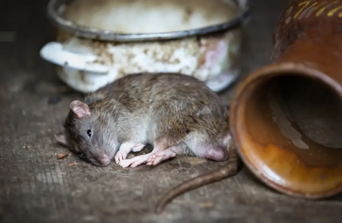 Ilustrasi tikus (Sumber : Pixabay)