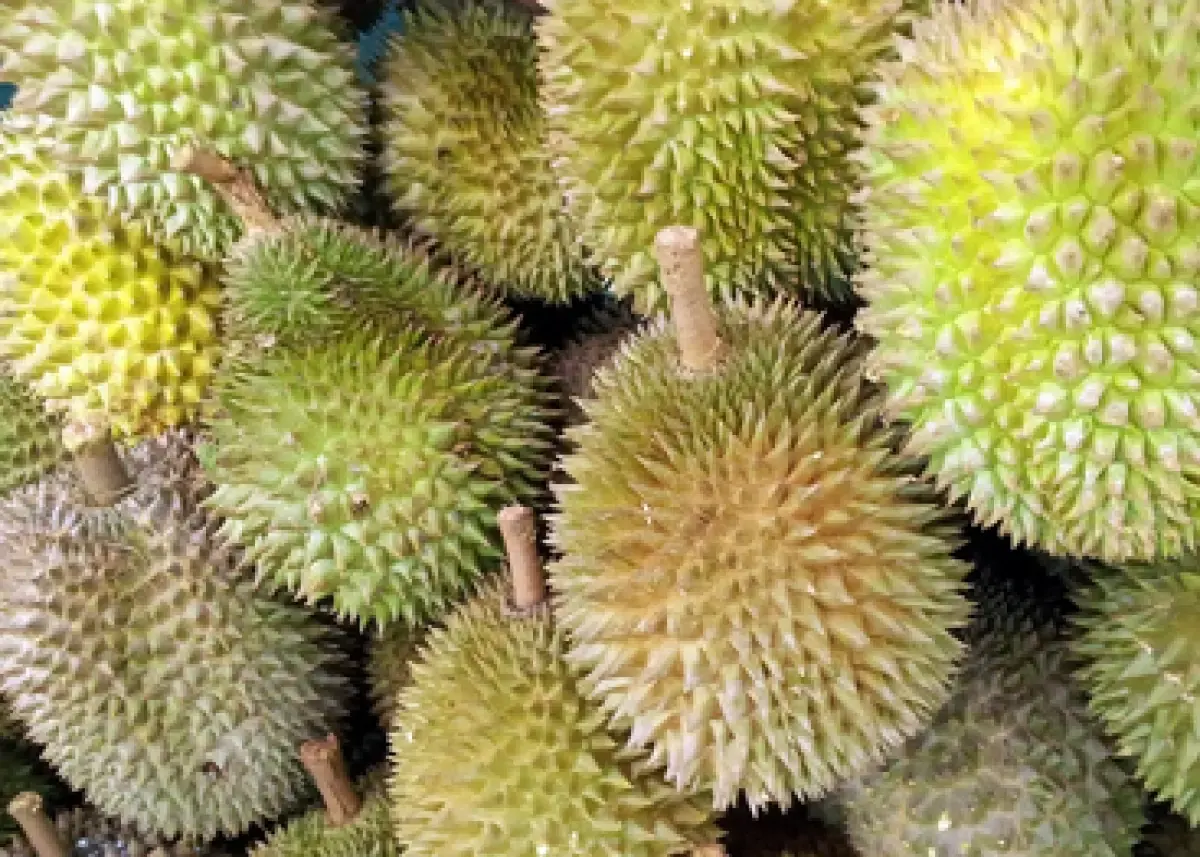 Ilustrasi buah durian (Sumber : Pixabay/PublicDomainPictures)