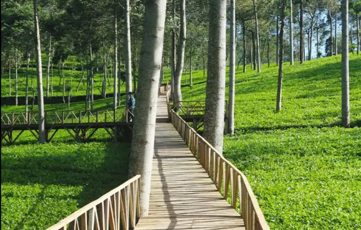 Wisata alam kebun teh Tambi Wonosobo (Sumber : Instagram @Jelajahwonosobo)