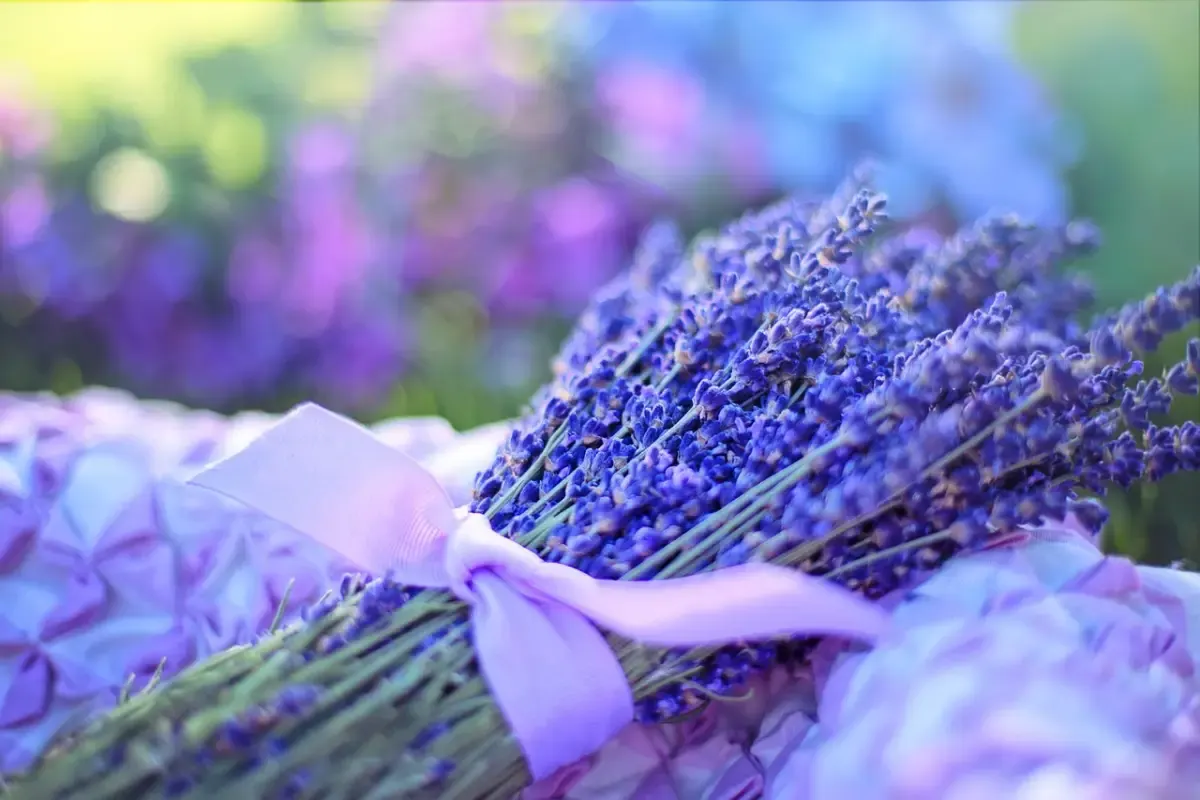 Lavender, salah satu tanaman pengusir kecoa di rumah. (Pixabay)