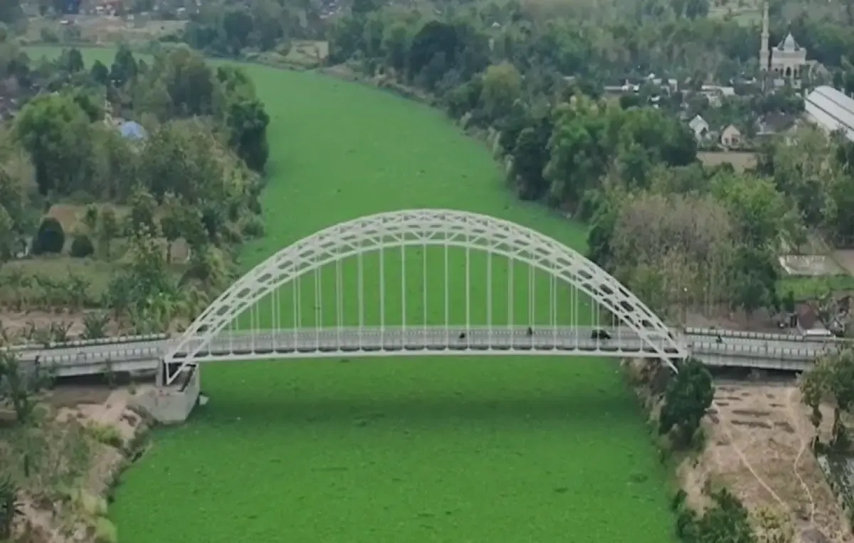 Aliran sungai Bengawan Solo di Bojonegoro dipenuhi enceng gondok. (Sumber : Instagram @huseinmusthafa)