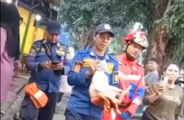 Kucing oren diamankan Damkar setelah serang dan lukai 3 warga Pakansari, Cibinong, Bogor. (Sumber: @bogorsiaga112 - InfoSemarang.com)