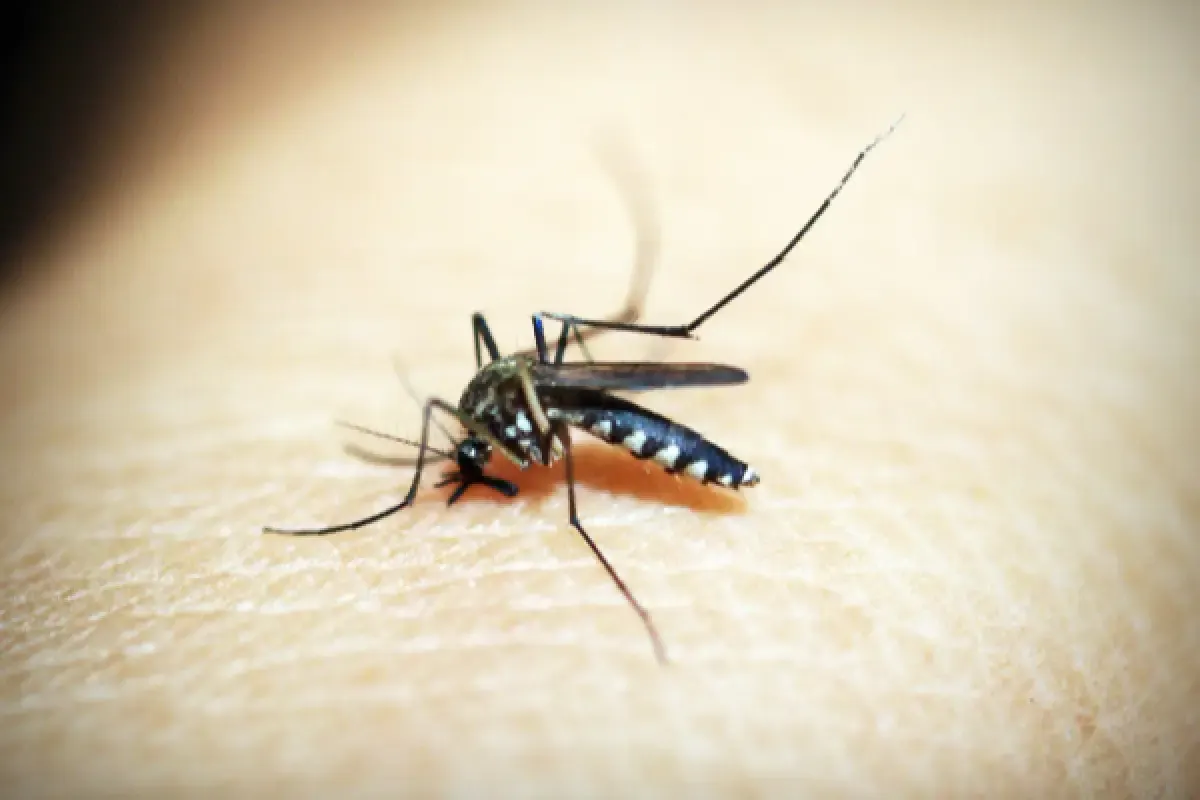 Ilustrasi | Kemenkes melepas nyamuk ber-wolbachia untuk tekan DBD. (Sumber: Pexels/icon0 com)