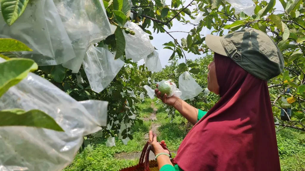 Wisata jambu (Sumber:  | Foto: Jatengprov)
