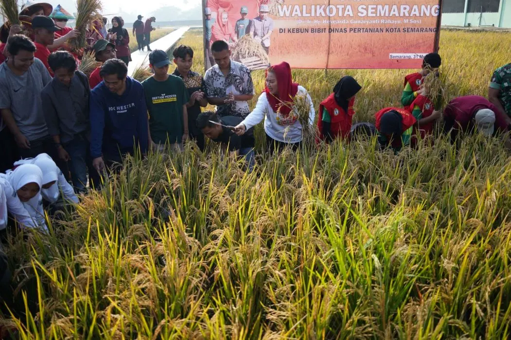 Panen padi organik varietas Inpari di Balai Benih Pertanian Mijen, Kota Semarang.
 (Sumber:  | Foto: sakti)