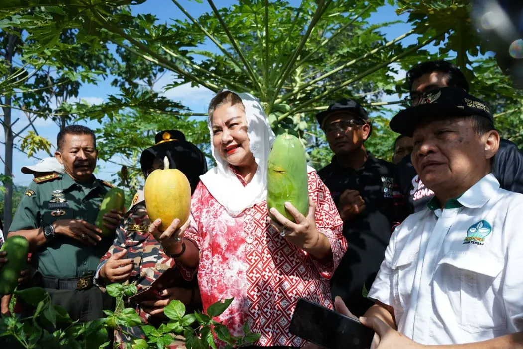 Wali Kota Semarang panen di Kebun Pepaya Kelompok Tani Muda Mandiri Kandri Gunungpati.
 (Sumber:  | Foto: sakti)