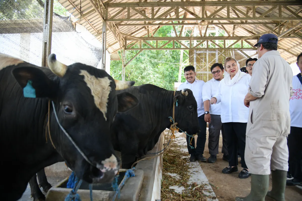 Wali Kota Semarang Hevearita Gunaryanti Rahayu mengunjungi peternakan terpadu Jatirejo Farm. (Sumber:  | Foto: Sakti)