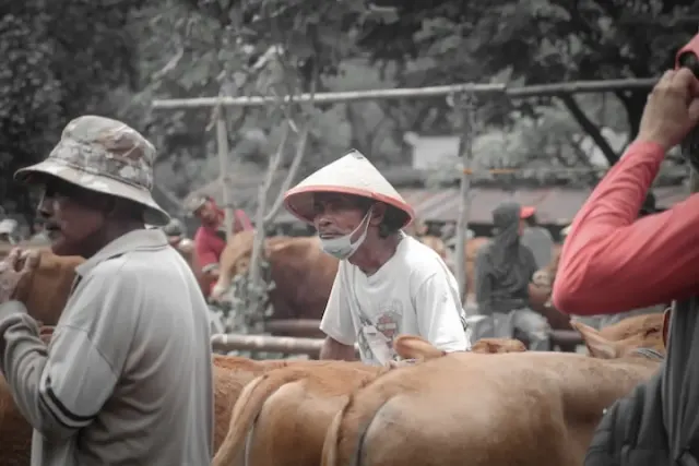 Jangan Sampai Keliru, Ternyata Begini Syarat Sah Hewan Kurban Sesuai Syariat Islam