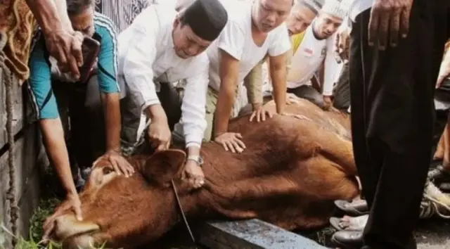 Niat dan Doa Menyembelih Hewan Kurban di Hari Raya Idul Adha