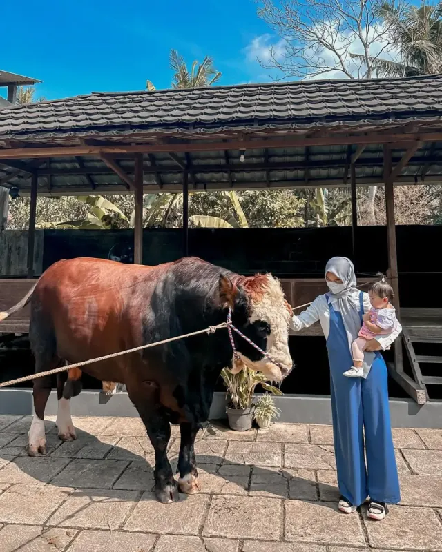Adakah Larangan Bagi Orang yang Berkurban untuk Memakan Daging Kurbannya? Berikut Penjelasan Ustadz Abdul Somad