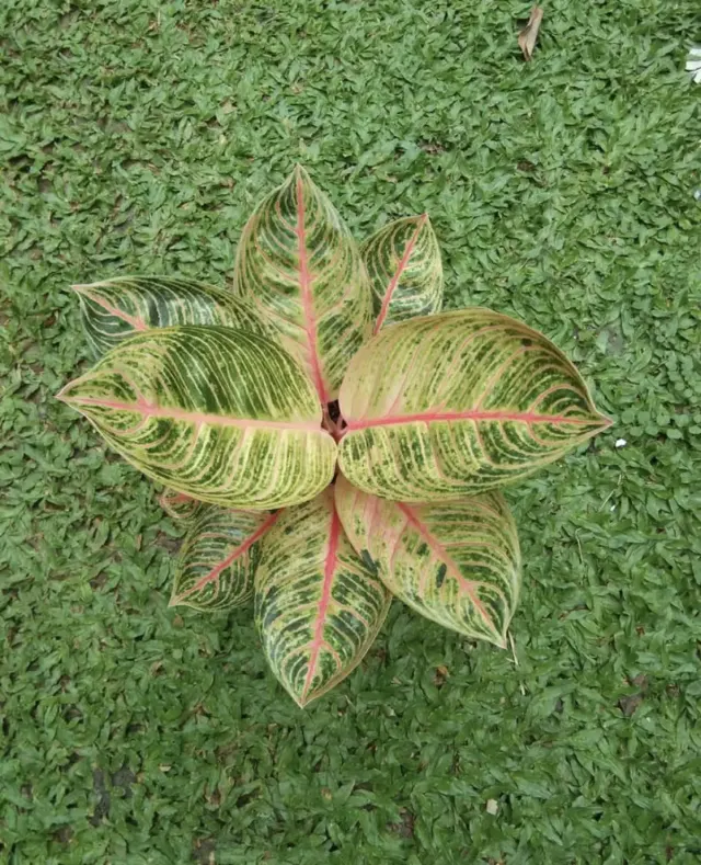 Manfaat Micin Sebagai Pupuk Tanaman Aglonema, Bisa Dicampur dengan Bahan Ini