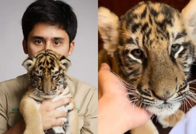 Ternyata Segini Jumlah Anak Harimau yang Mati di 'Tangan' Alshad Ahmad, Warganet: Njiirr, Udah Kayak Tumbal Pesugihan
