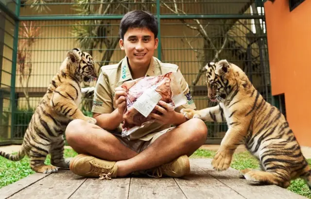 Alshad Ahmad Ungkap Penyebab Kematian Cenora Anak Harimau Usia 2 Bulan, Bukan Diracun dan Makan Wagyu A5