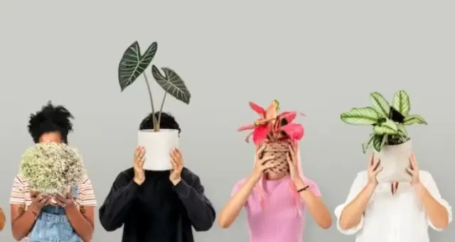 Siapa Sangka, Ternyata 5 Jenis Aglonema Ini Merupakan Tanaman Feng Shui yang Mendatangkan Keberuntungan, Apa Saja?