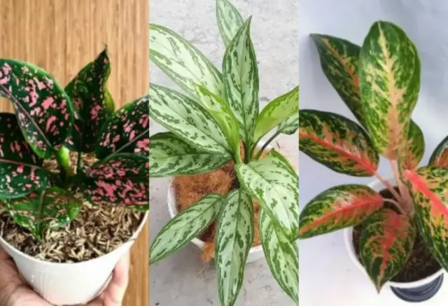 Wajib Tahu! Ternyata Ini Jenis Hama dan Penyakit yang Sering Menyerang Aglonema