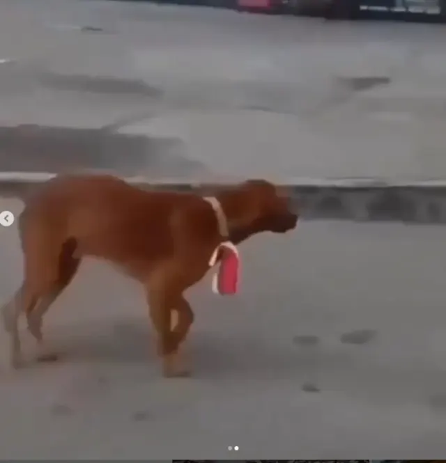 Iseng Kalungkan Bendera ke Leher Anjing, Pria di Bengkalis Terancam 5 Tahun Penjara