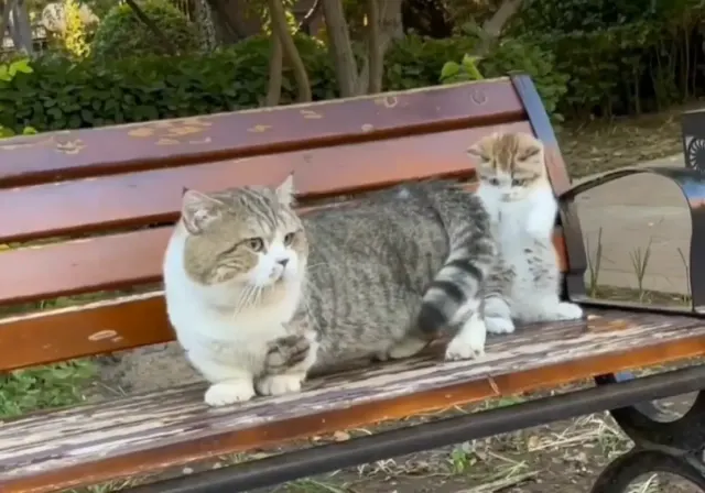 Viral Video Kucing Dicekoki Miras, Ini Bahayanya Menurut Dokter
