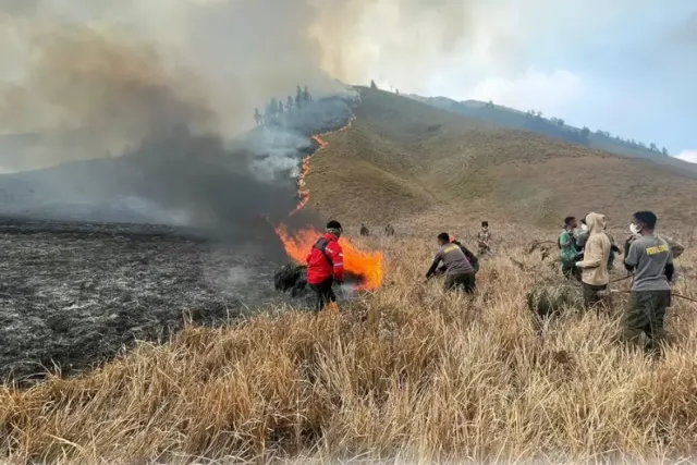 SEDIH! Ekosistem Bromo Butuh Lima Tahun untuk Pulih Paska Kebakaran