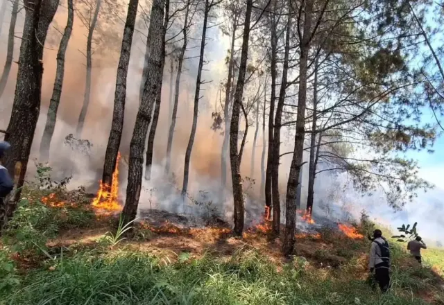 Marak Kebakaran Hutan, Berikut Doa Supaya Terhindar dari Musibah Kebakaran