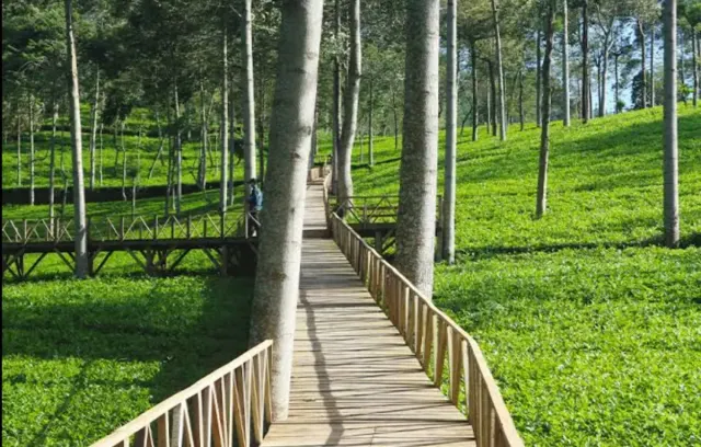 Kebun Teh Tambi: Menikmati Wisata Agro yang Menyegarkan di Jawa Tengah, Minum Teh yang Dipetik Sendiri Gratis