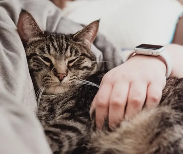 Siapa Sangka Kepribadian Pecinta Kucing Ternyata Unik? Begini Penjelasannya