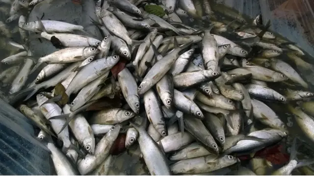 Cara Mengolah Ikan Bandeng Agar Tidak Amis,  Ternyata Tahapan Ini Jadi Kunci