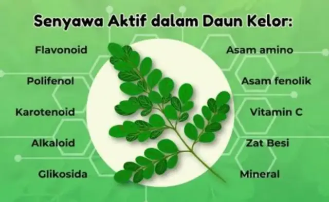Manfaat Daun Kelor Bagi Kesehatan, Bisa Atas Masalah Stunting? Begini Penjelasannya