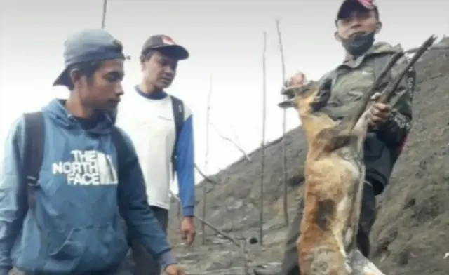 Imbas Kebakaran Merbabu: Kijang dan Monyet Mati Terpanggang, Pipa Saluran Air Rusak
