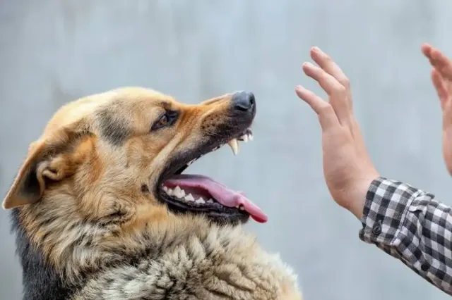 Apa yang Dilakukan Jika Digigit Anjing? Cara Terhindar Dari Rabies