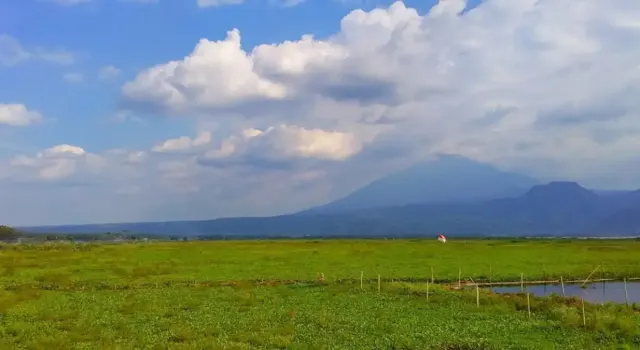 Sabana Rawa Pening yang Viral sudah Jadi Rawa Lagi, Sabar Tunggu Musim Kemarau