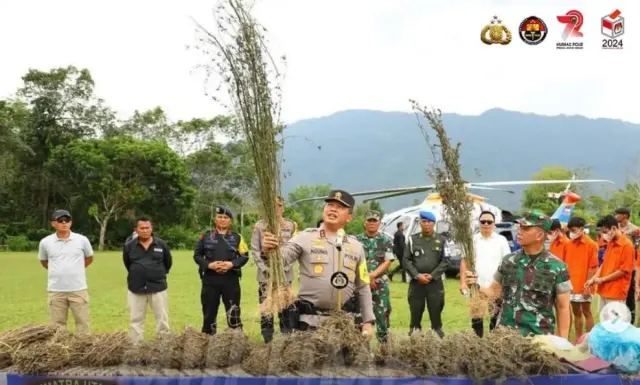 Setelah Keripik Pisang Narkoba, Kini Ladang Ganja 150 Hektar Berhasil Diungkap