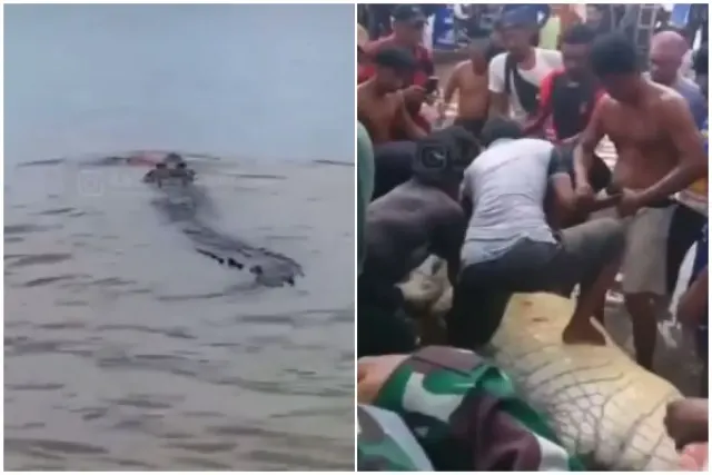 Pilu Bocah 10 Tahun Diterkam dan Diseret Buaya di Sungai, Warga Tangkap Buaya dan Belah Perutnya Untuk Temukan Jasad Korban Namun Nihil