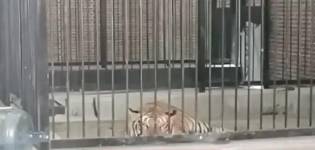 Resmi Tersangka! Majikan yang ARTnya Tewas Diterkam Harimau Terjerat Kasus Penyelundupan Satwa Liar
