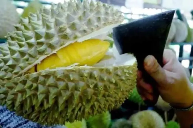 7 Cara Memilih Durian Dijamin Enak dan Tebal Isinya, Biar Tidak Hanya Beli Kulitnya Aja