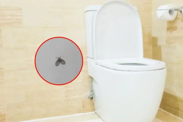 6 Cara Ampuh Membasmi Serangga Lalat Limbah atau Rametuk Di Kamar Mandi