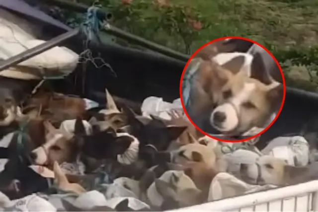 Fakta Terbaru Ratusan Anjing Diduga ke Penjagalan: Truk Pakai Pelat Bodong, Pemilik di Sragen Kabur