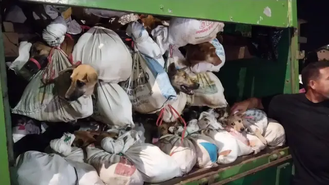 Nasib 226 Anjing yang Nyaris Dibawa ke Jagal di Solo Raya