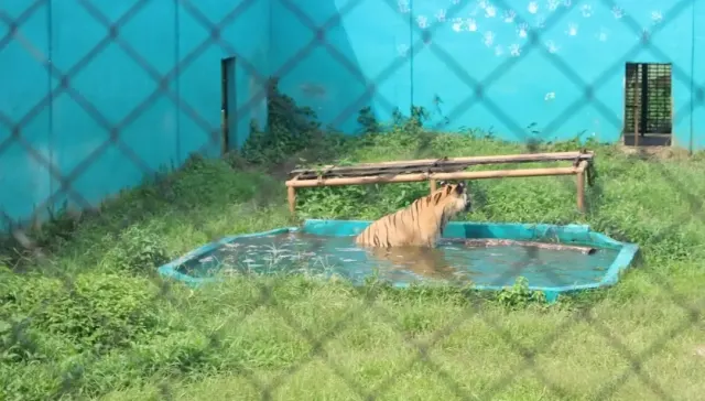 Satwa Mati di Medan Zoo, Bobby Nasution Tahan untuk Relokasi
