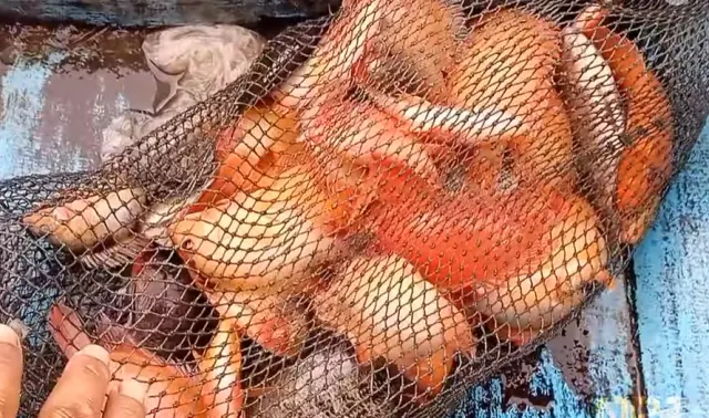 Fenomena Ikan Red Devil Merajalela di Rawa Pening, Bikin Nelayan Resah