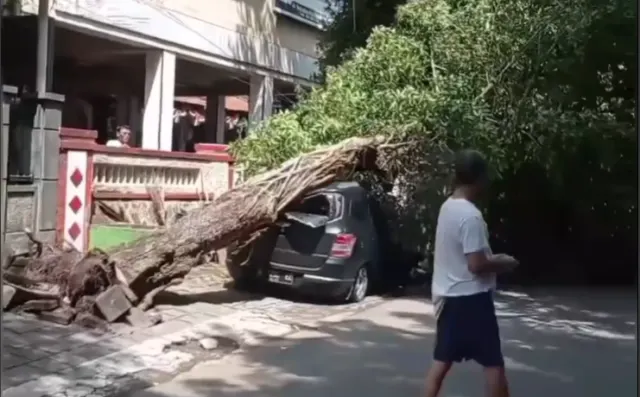 Mobil Grand Livina Tertimpa Pohon Tumbang di Jalan Yudistira Semarang, Bodi Remuk