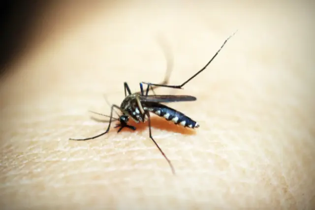 Waspada DBD karena Nyamuk Aedes, Kenali 11 Gejala dan Tandanya