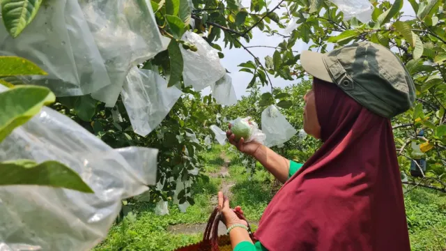 Menilik Desa Plosokerep Sragen, Nikmati Wisata Petik Jambu Kristal yang Maknyus