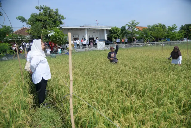 Inovasi Padi Biosalin Pemkot Semarang,  Komitmen Tingkatkan Kesejahteraan Petani Pesisir