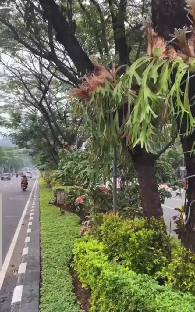 Tanaman Tanduk Rusa Percantik Median Taman Jalan Pahlawan Semarang